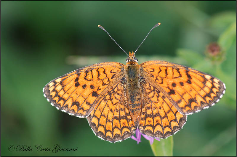 Melitaea phoebe da confermare